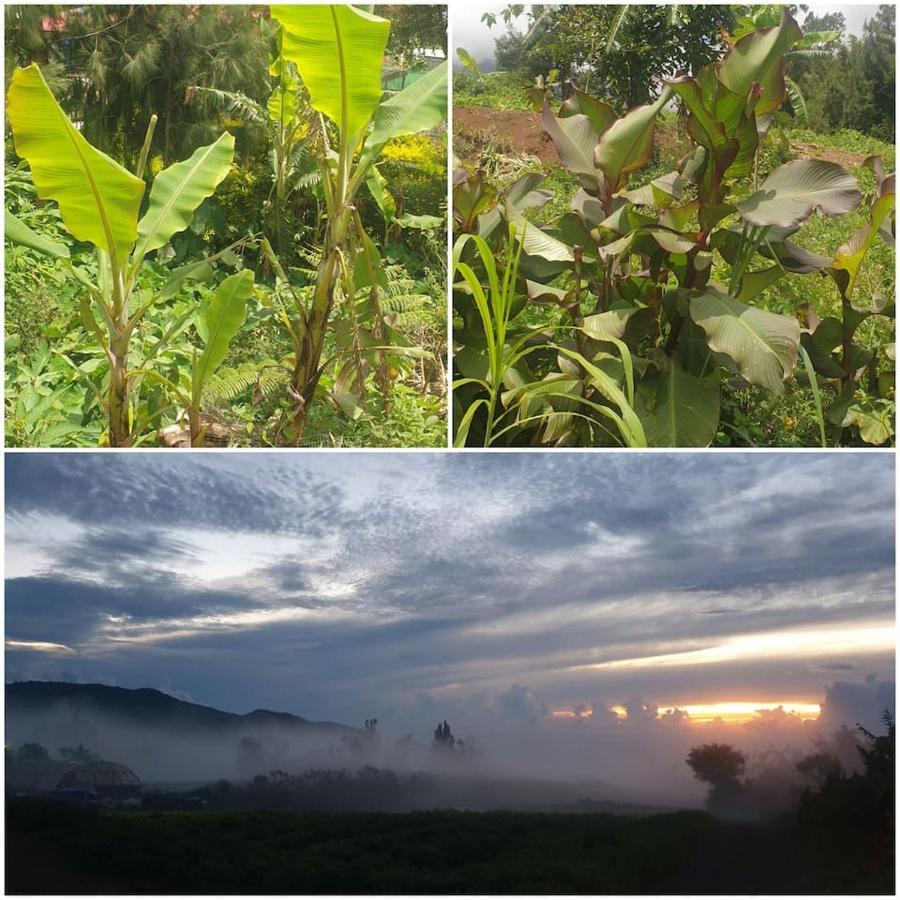 Au Coeur Des Plantations Pensionat La Possession Exteriör bild