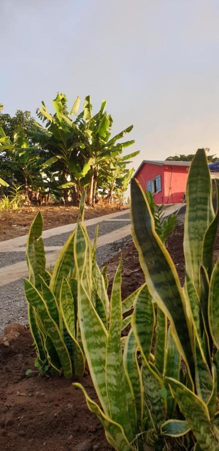Au Coeur Des Plantations Pensionat La Possession Exteriör bild