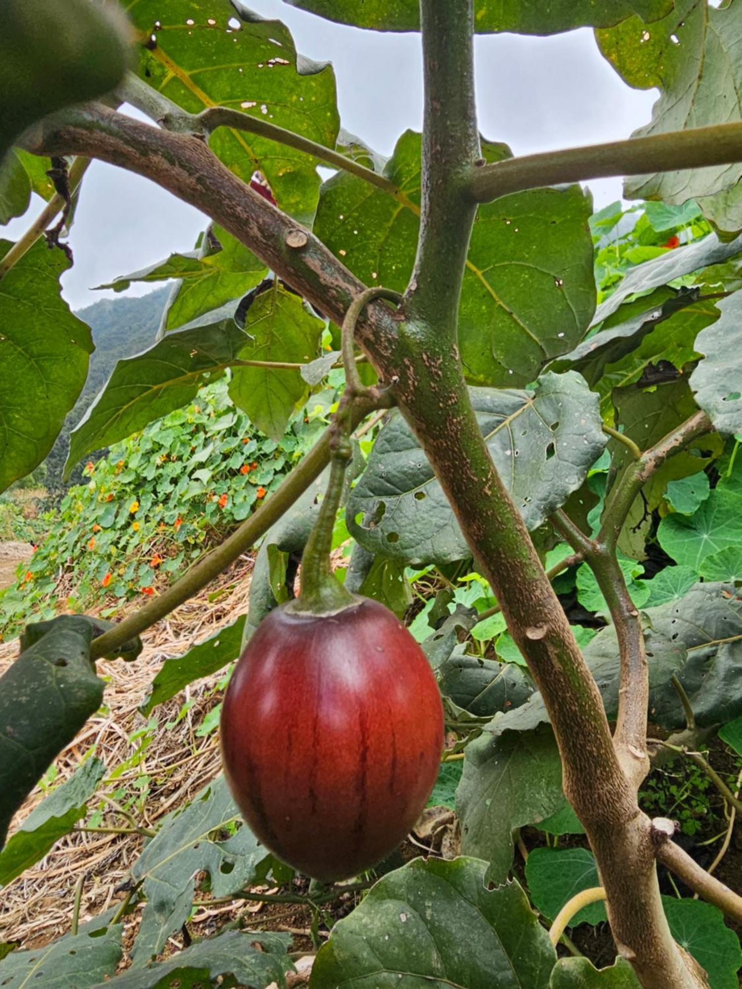 Au Coeur Des Plantations Pensionat La Possession Exteriör bild
