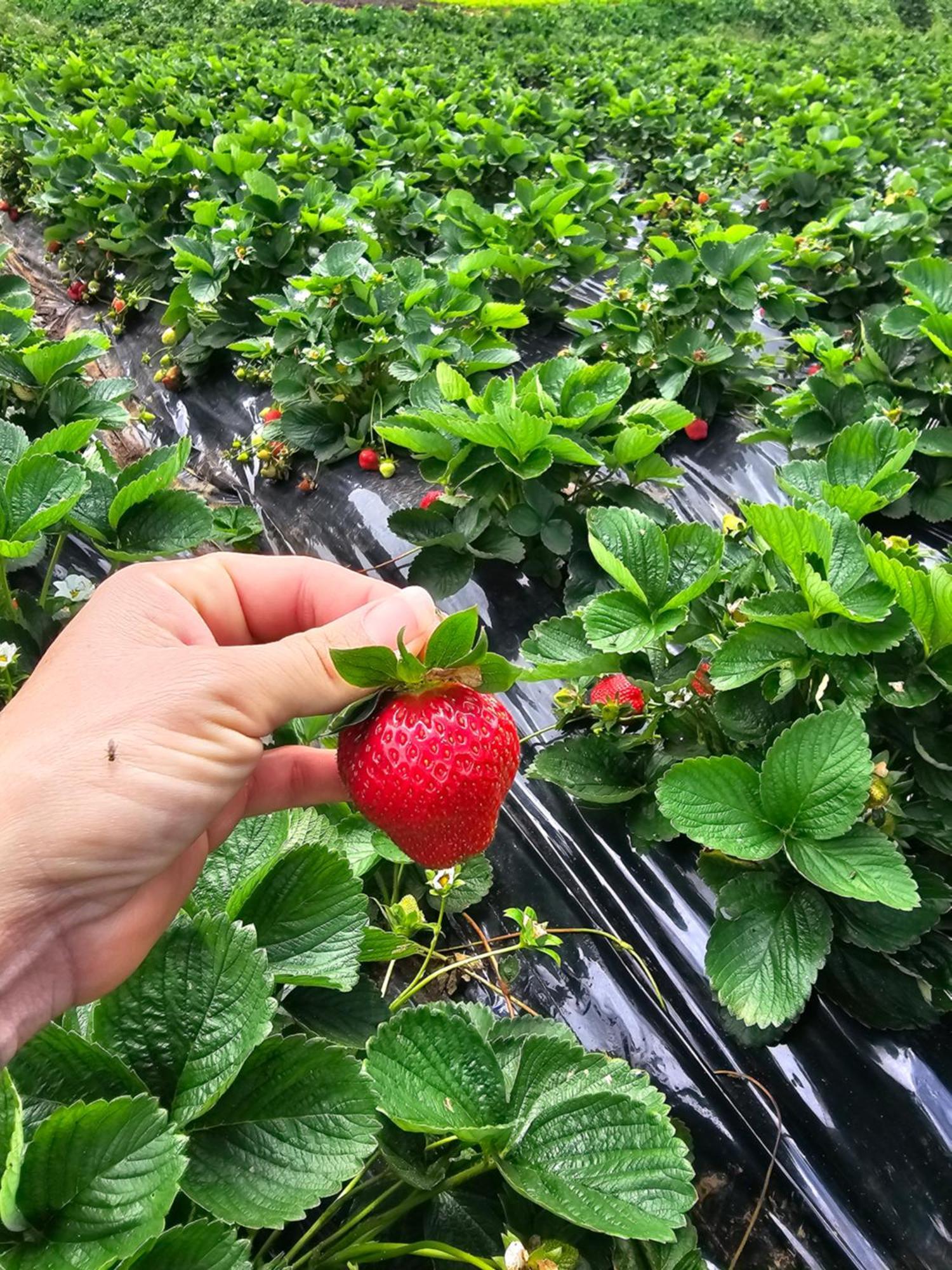 Au Coeur Des Plantations Pensionat La Possession Exteriör bild